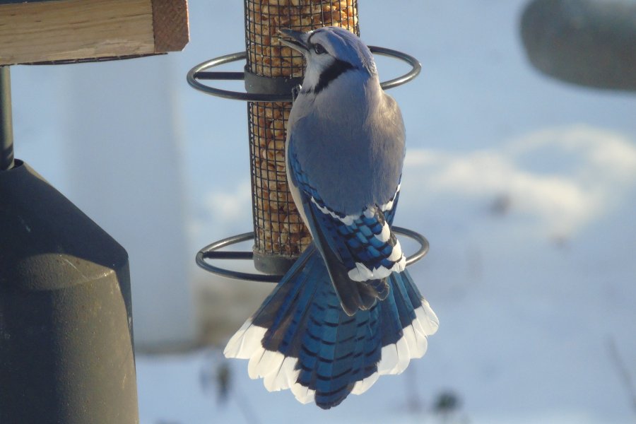 Miramichi, NB - Dec. 14, 2017